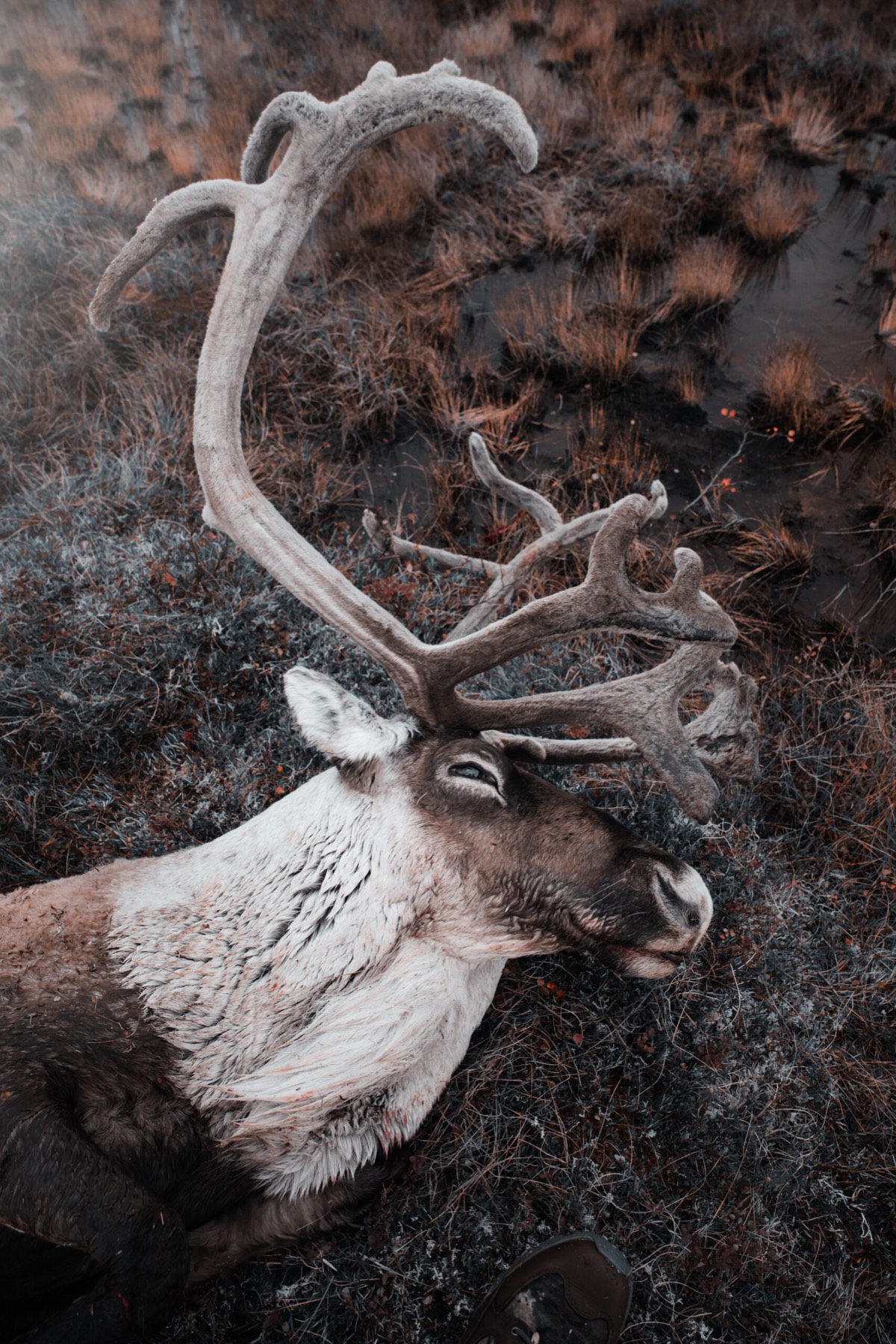Caribou in the tundra